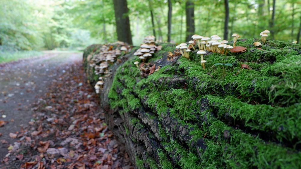 gemeinde weiler la tour